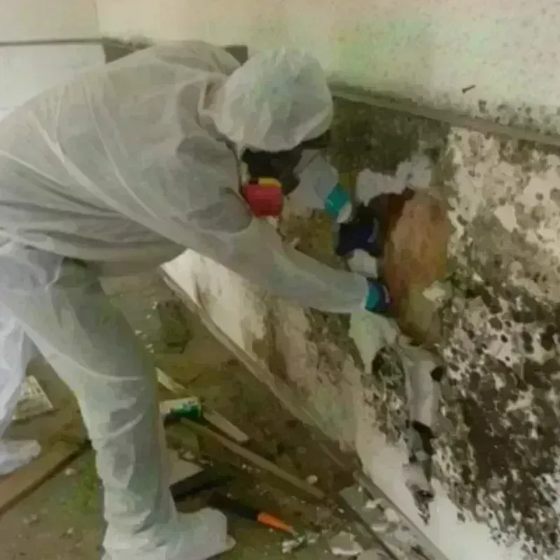 Mold Remediation and Removal in New York City, NY